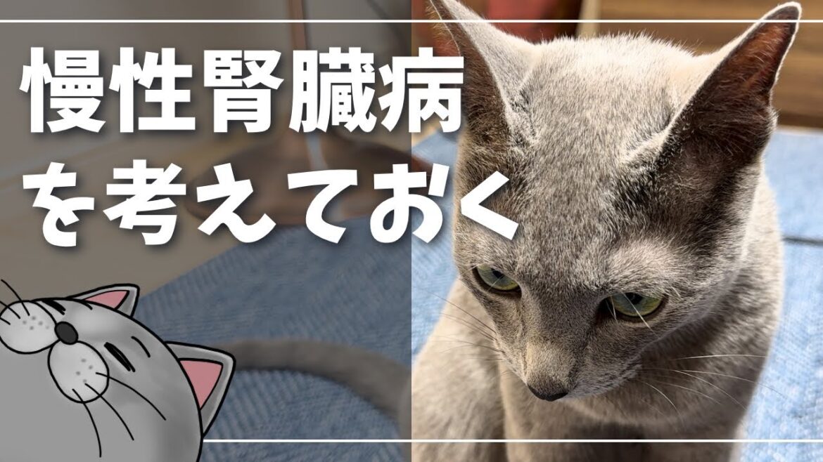 まさかの健康診断結果が届きました【ロシアンブルー】猫 まさかの健康診断結果が届きました【ロシアンブルー】猫