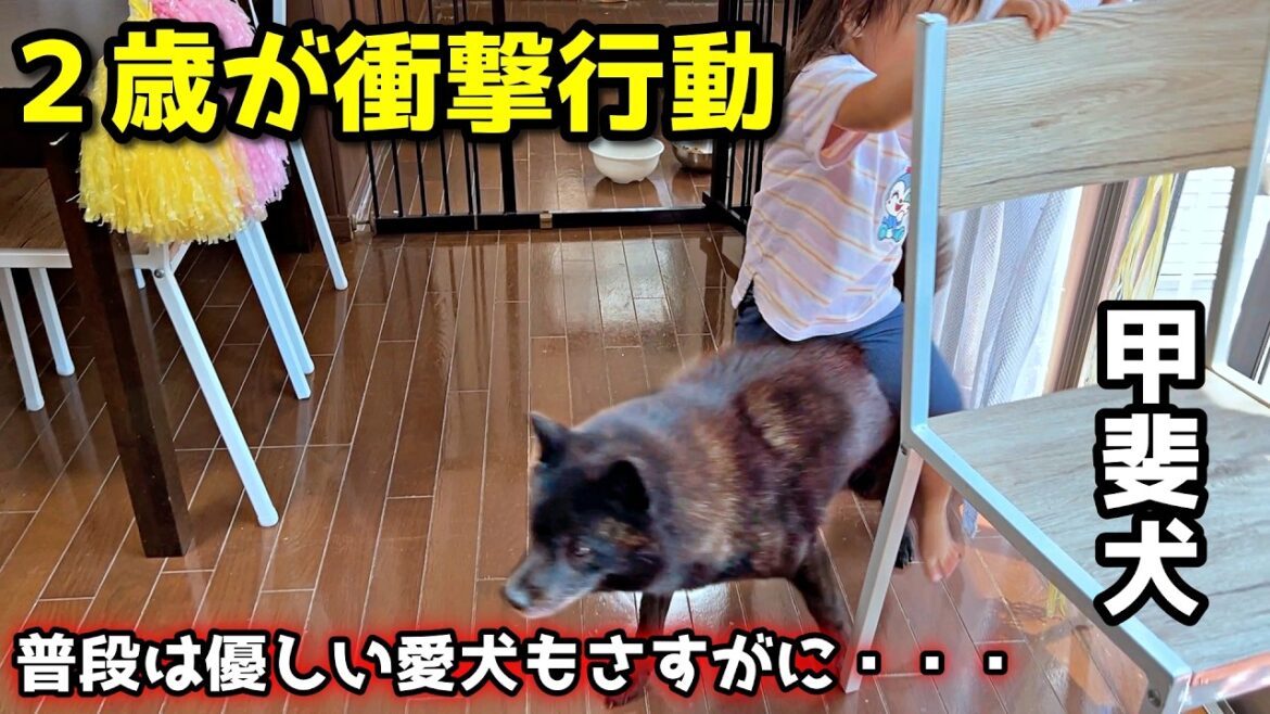 おてんば2歳の衝撃行動に甲斐犬一休が、、、【糸電話してたらこうなった】