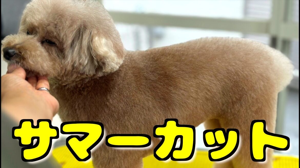 愛犬が暑そうなのでサマーカットにしてもらってきました♪【トイプードル】