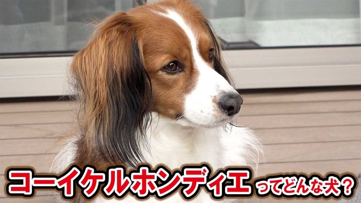 話題のワンコ!コーイケルホンディエの魅力を調査! 話題のワンコ!コーイケルホンディエの魅力を調査!