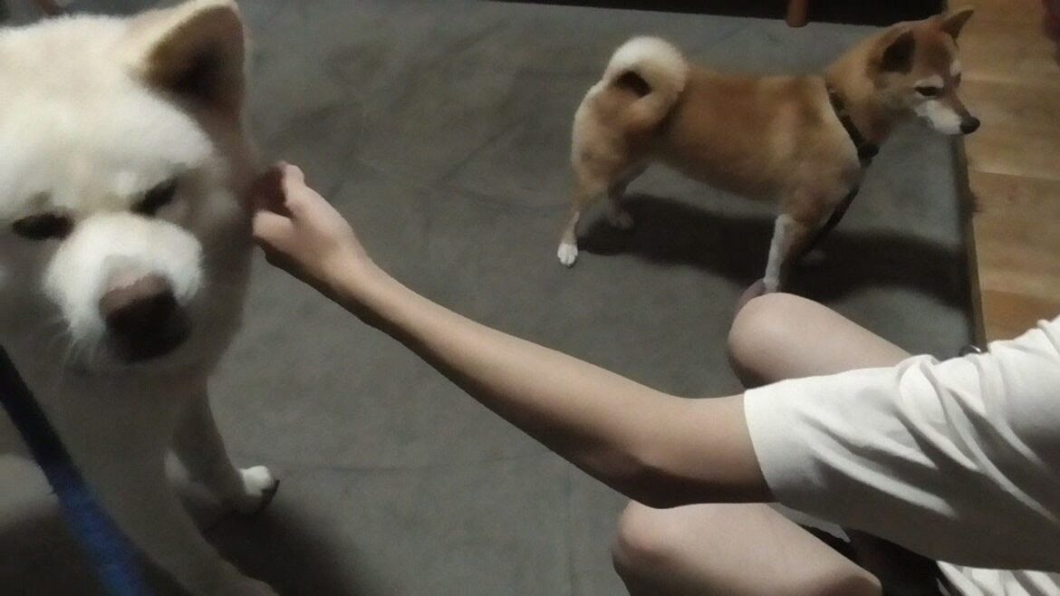 【秋田犬ゆうき】二日間だけでのお別れは涙する人もなくまだいるのに家に入ろうとする人もいる【akita dog】