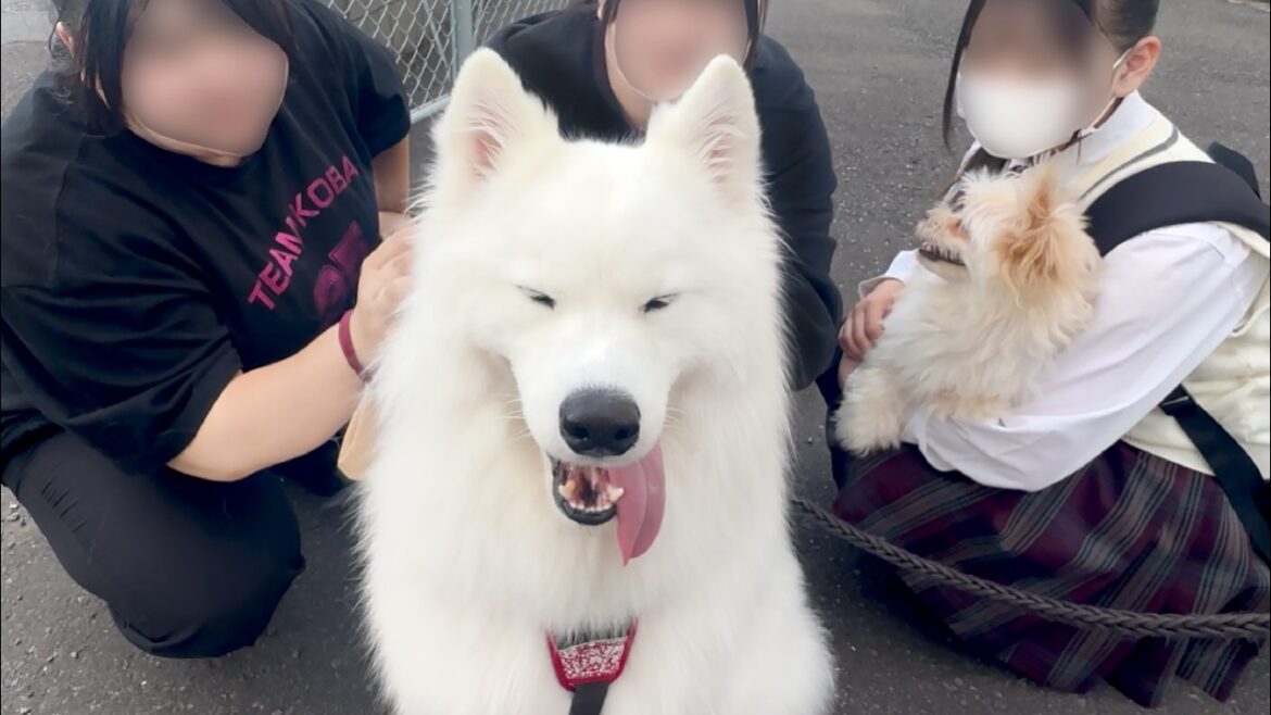 女子高生達になでなでしてもらうと満足げな表情を浮かべる人懐っこすぎる犬