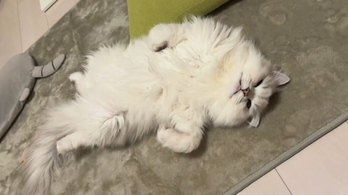 夏バテってやつですね【ペルシャ猫】