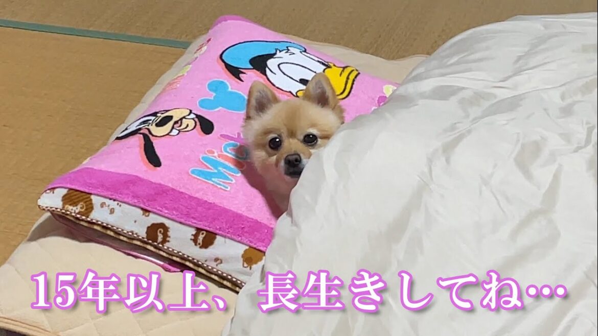 愛犬の動画が、ネット上で話題になっている件について