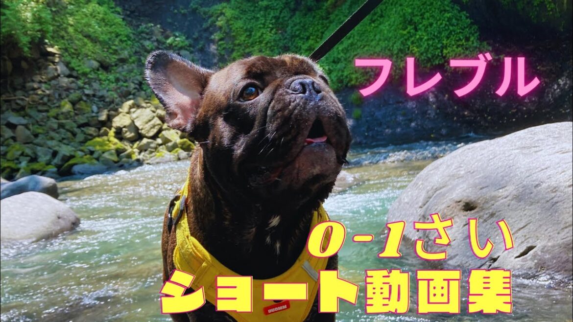 フレブルらごらのショート集　0歳から♡ 2022～2024 #あしゅらご
