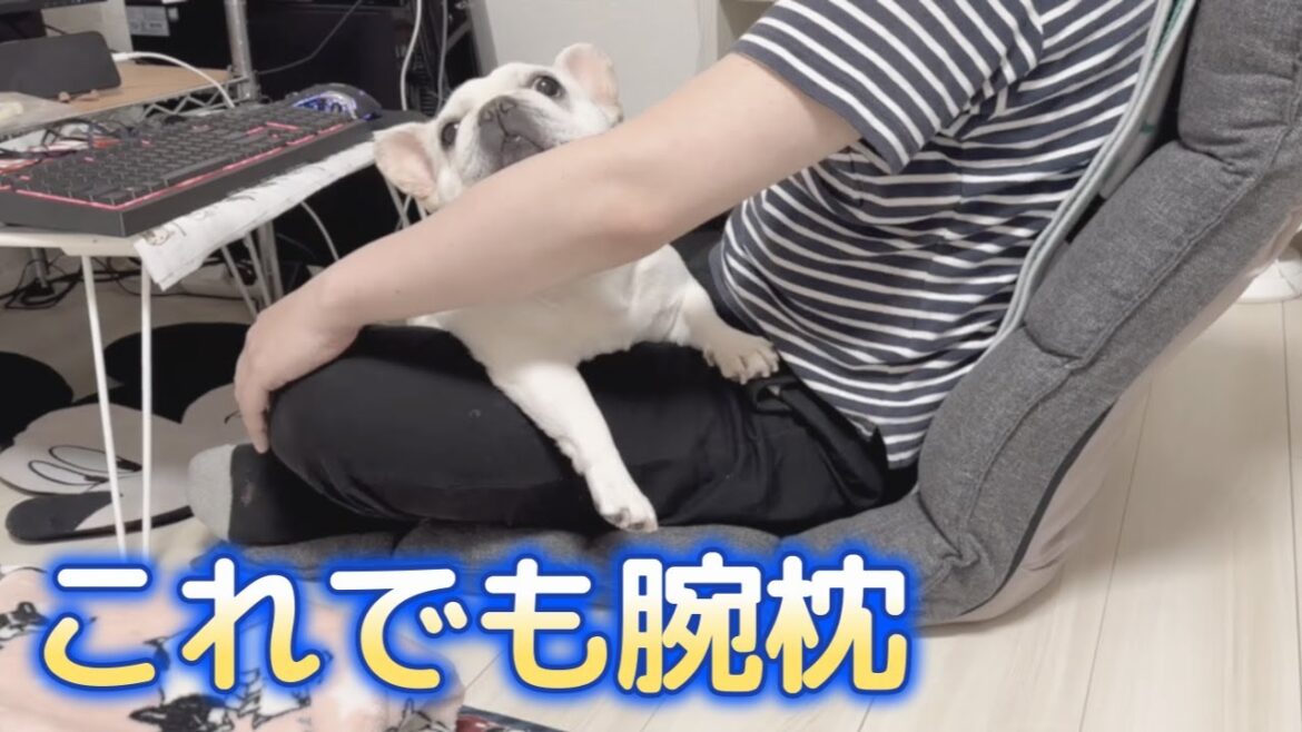 どうしてもあご乗せしたいおじさんとイジワルおじさん【フレンチブルドッグ frenchbulldog】 どうしてもあご乗せしたいおじさんとイジワルおじさん【フレンチブルドッグ frenchbulldog】