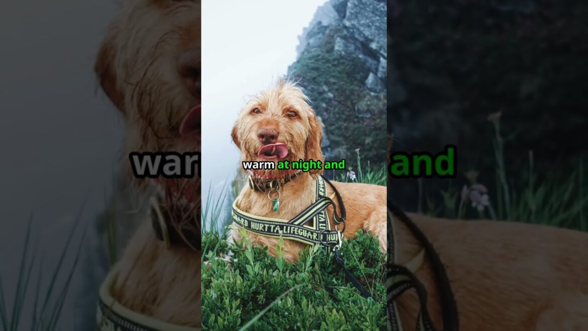Afghan Hound Wonders: 3 Curiosities You Didn't Know!  #doglovers #afghanhound  #dogbreeds #pets