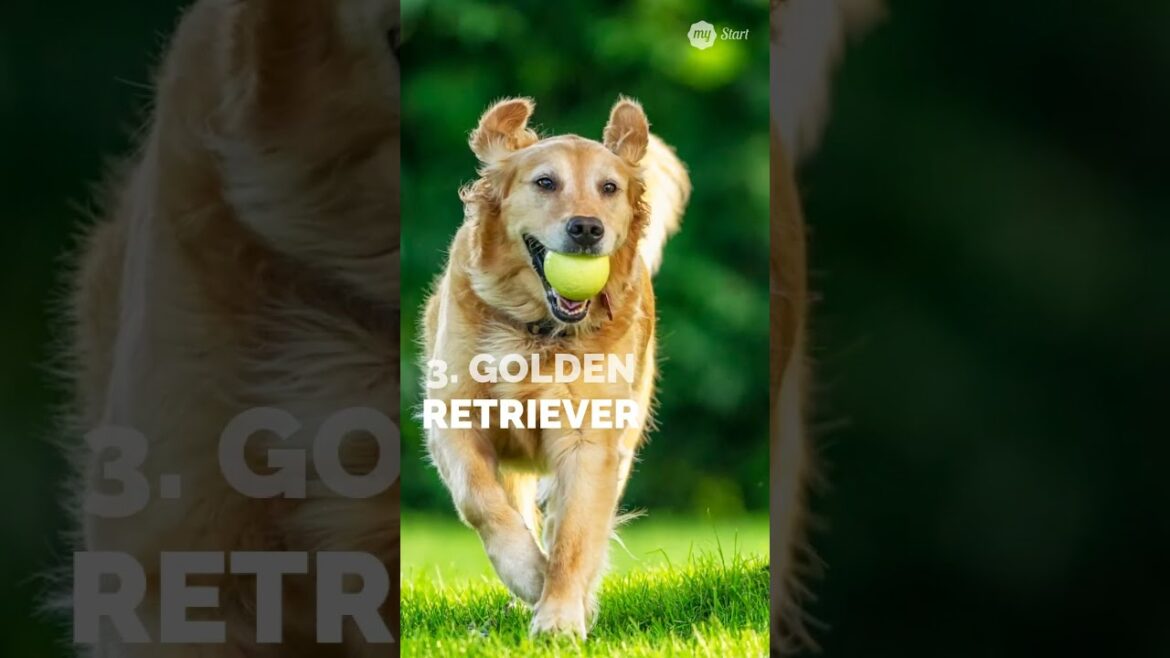 5 Excellent Dog Breeds for Walking Companions