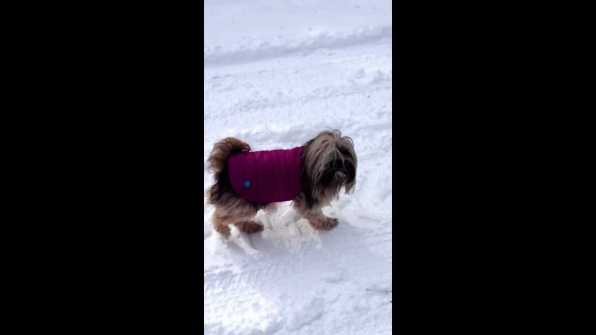 Fab Dog Puffer Jacket and Tibetan Terrier