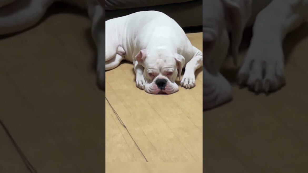 時々現れるまゆげ　ゴールデンレトリバー　ボクサー犬