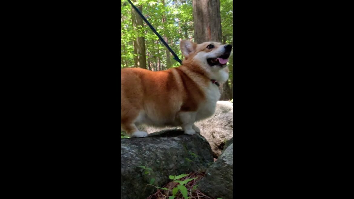 ちょっとだけ石に上ってみたかったコーギー / Corgi wanted to climb a stone #コーギー #corgi #サクラ