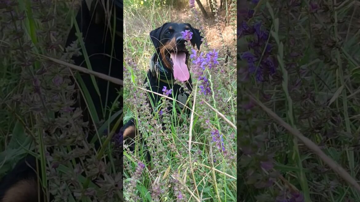 ⚡Рубик⚡ягдтерьер jagdterrier nature