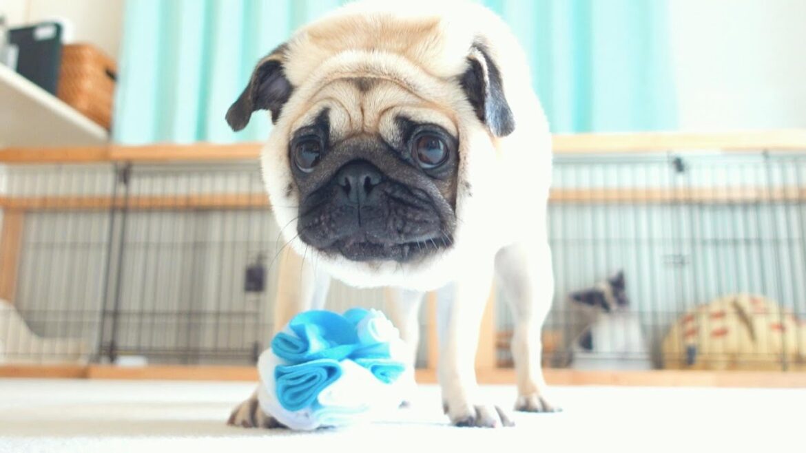 パグが隠されたおやつを見つけた瞬間のお顔がこちらです。Here is the pug's face at the moment he found the hidden treat.