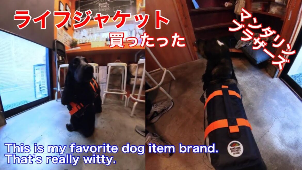 【ニューカメラ】ライフジャケットを着るイングリッシュコッカースパニエル【ちよ君】癒し  insta360 one x 2