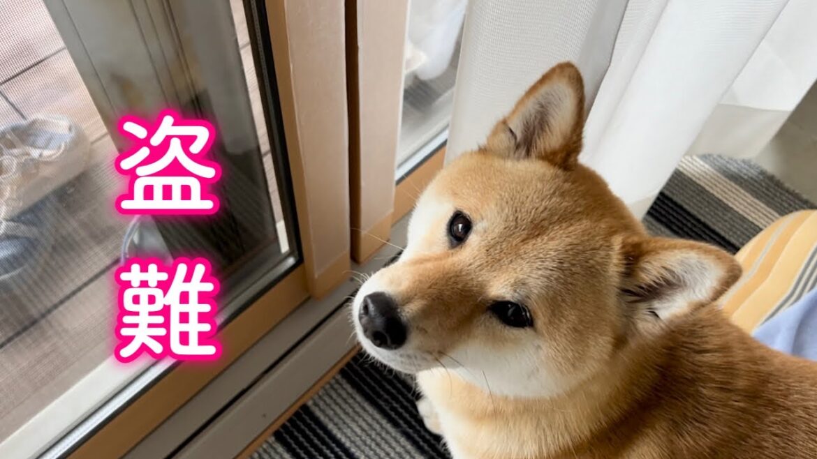 庭に侵入者が現れ大事なものが奪われてしまいました… 庭に侵入者が現れ大事なものが奪われてしまいました…