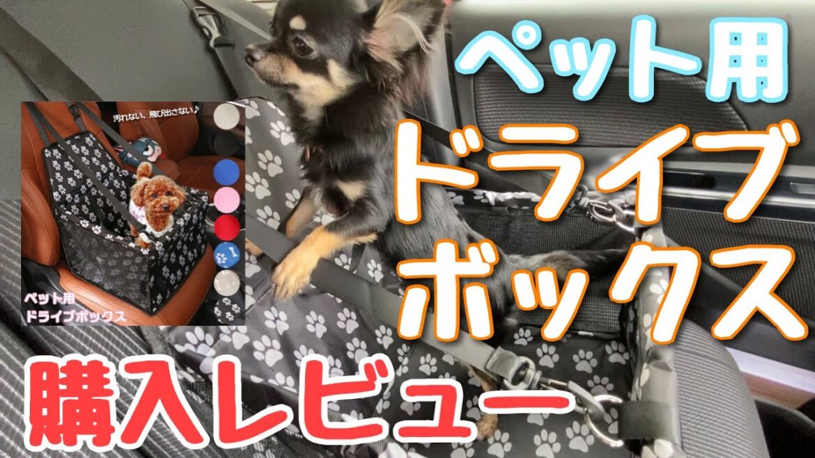かわいい犬｜ロングコートチワワのウルくん【ペット用ドライブボックス購入レビュー】