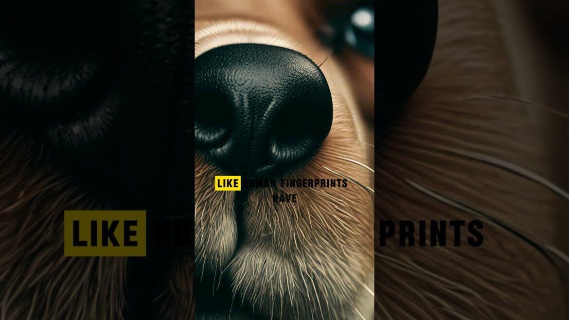 Dog Facts You Need to Know! #animalfacts #doglover
