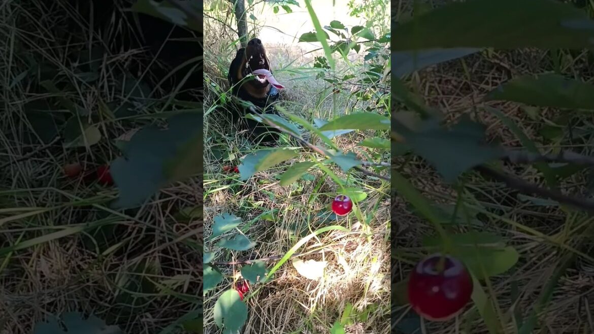 ⚡Рубик⚡ отдыхает под вишней ягдтерьер jagdterrier