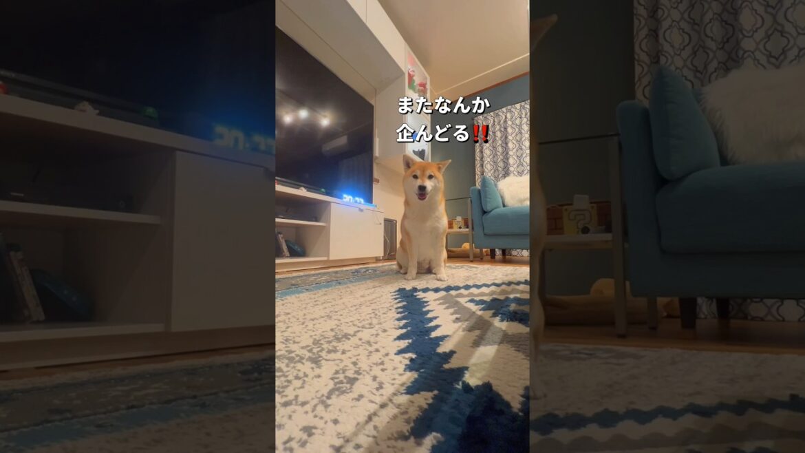 それぞれの個性😂#柴犬 #チワワ #shorts