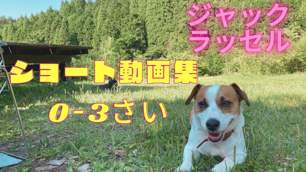 ジャックラッセルテリアあしゅくショート集 0歳から♡　2020～2024春　#あしゅらご
