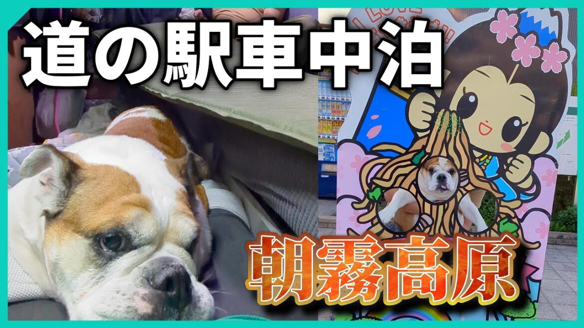 【犬と車中泊】道の駅朝霧高原で車中泊【朝霧高原】