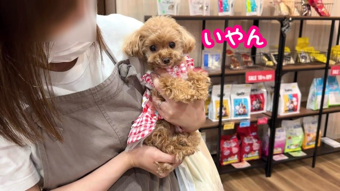 トリミング行ったら欲張りな犬がかわいすぎたw【トイプードルのコロン】 トリミング行ったら欲張りな犬がかわいすぎたw【トイプードルのコロン】