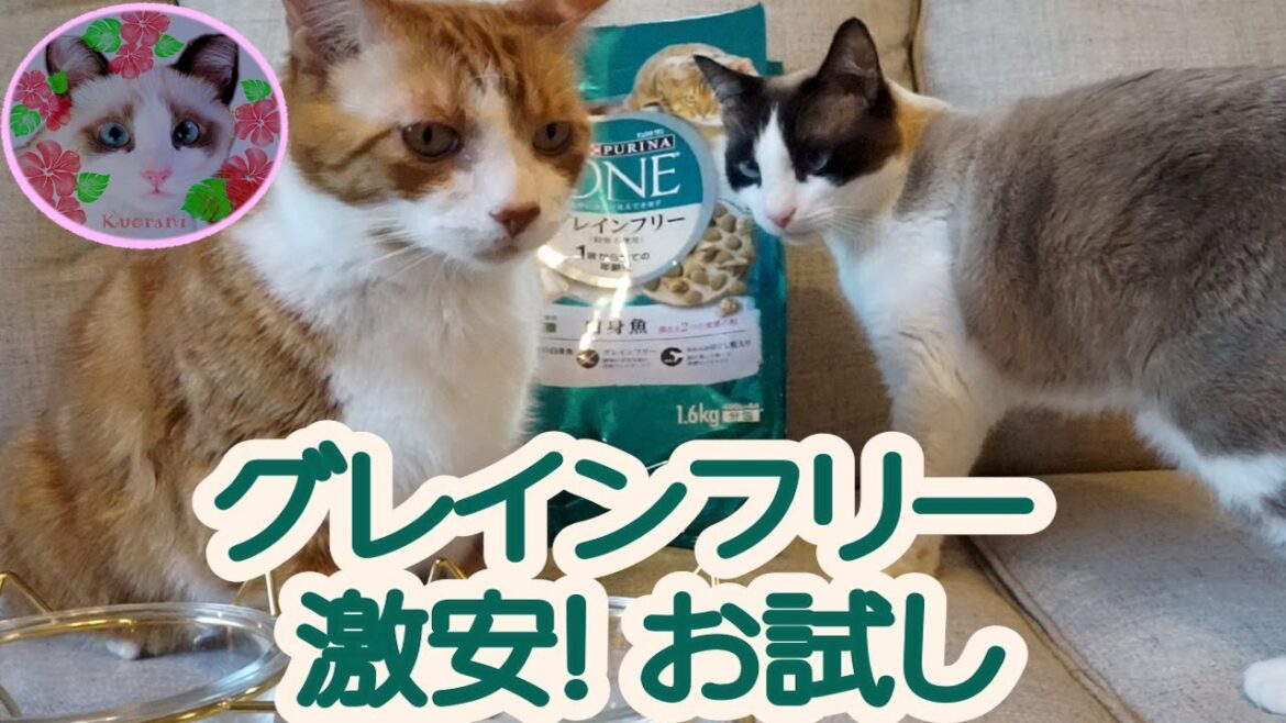 ピュリナワン激安トライアルを試した猫 Cat who tried the trial food