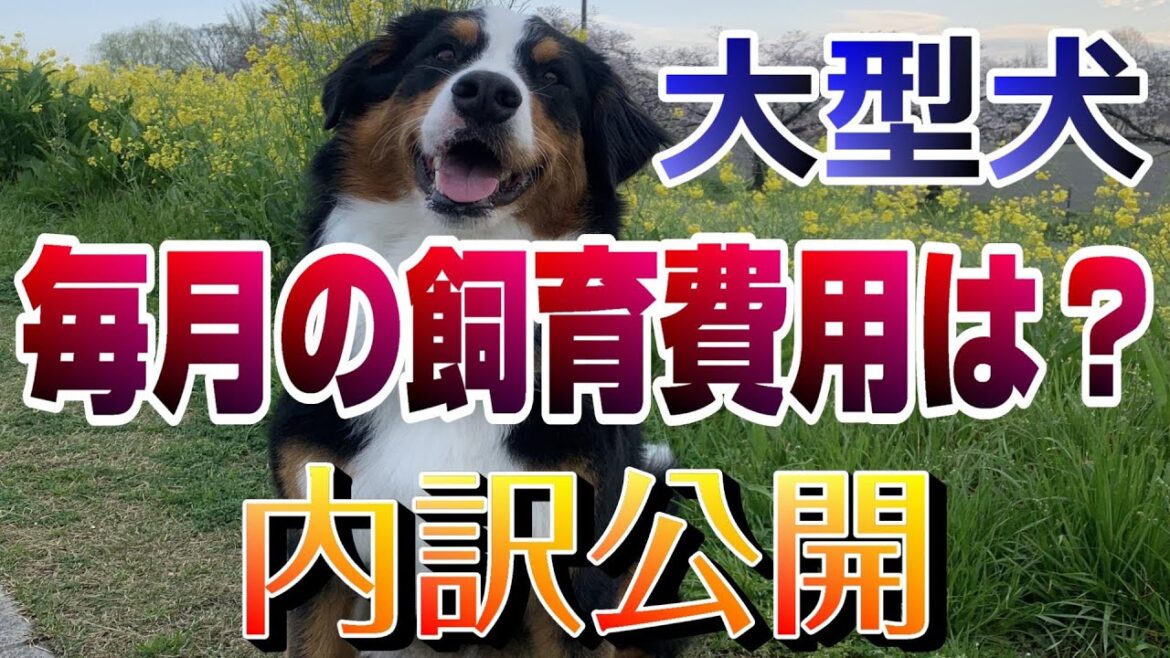 【飼育費用】バーニーズの毎月の飼育費用を計算したら衝撃だった...