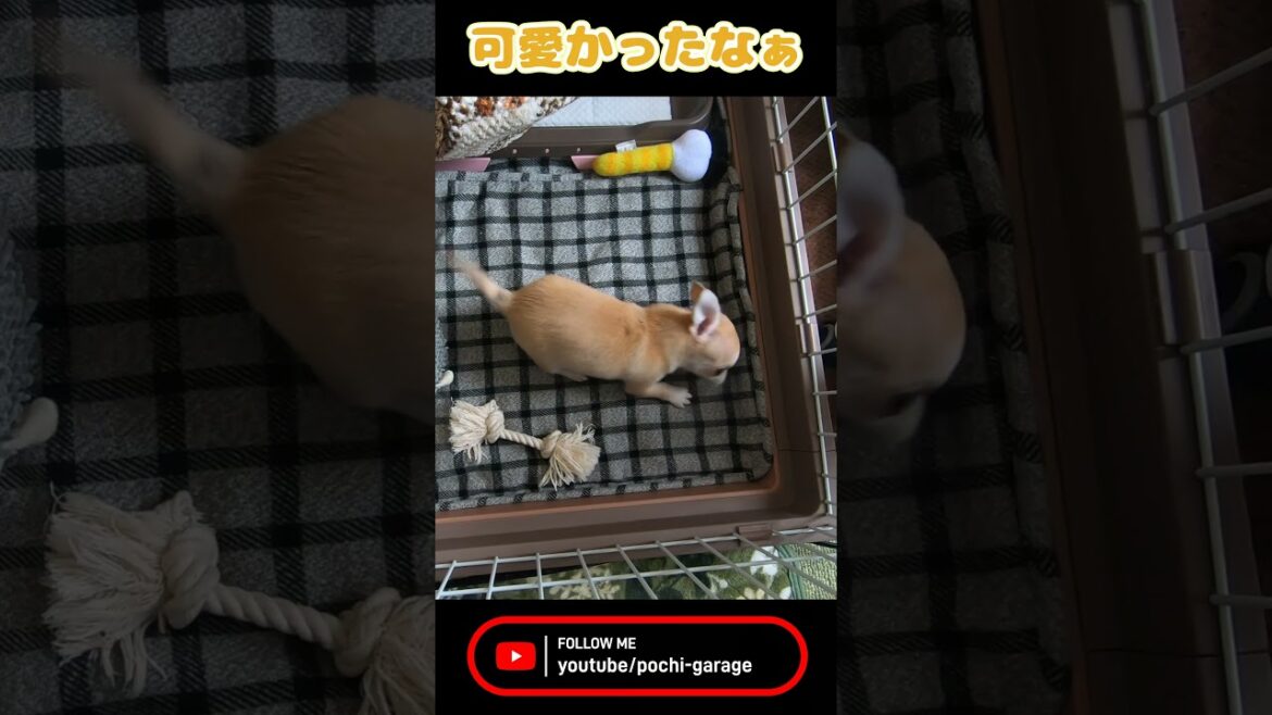 スムースコートチワワ きな子ちゃんのいと小さきとき #Shorts #dog