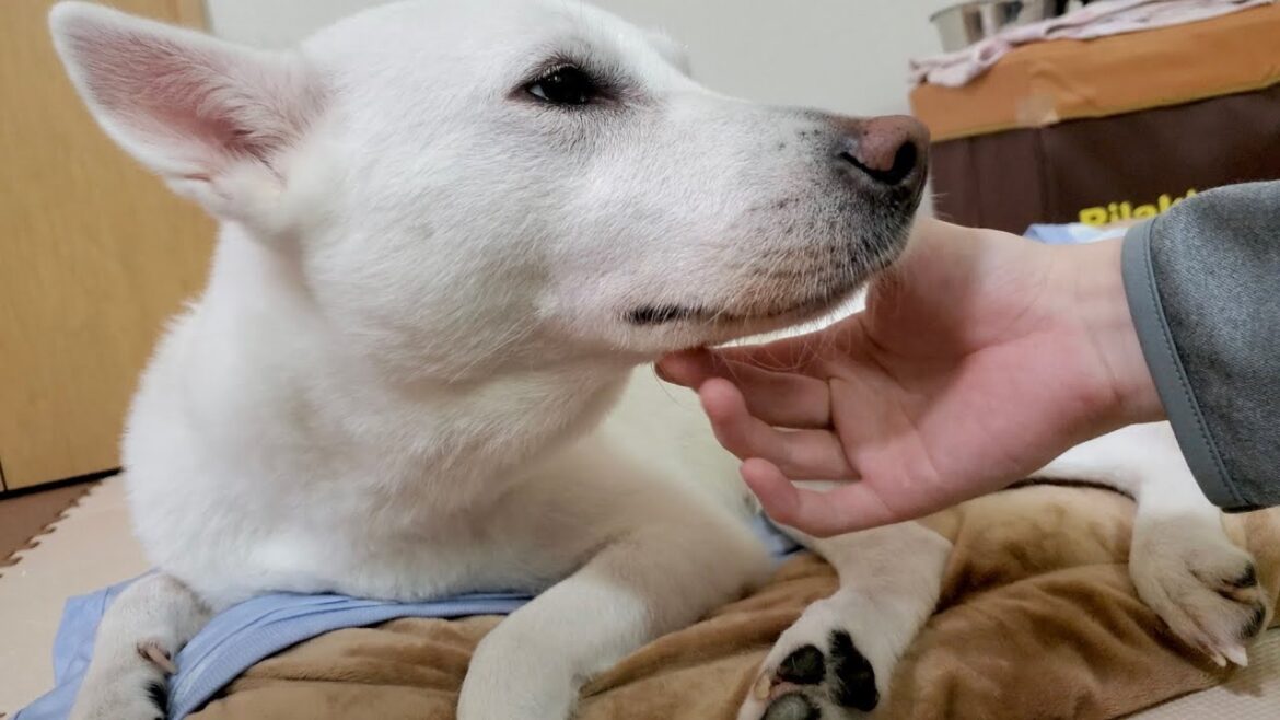 横顔が綺麗すぎる紀州犬#Shorts