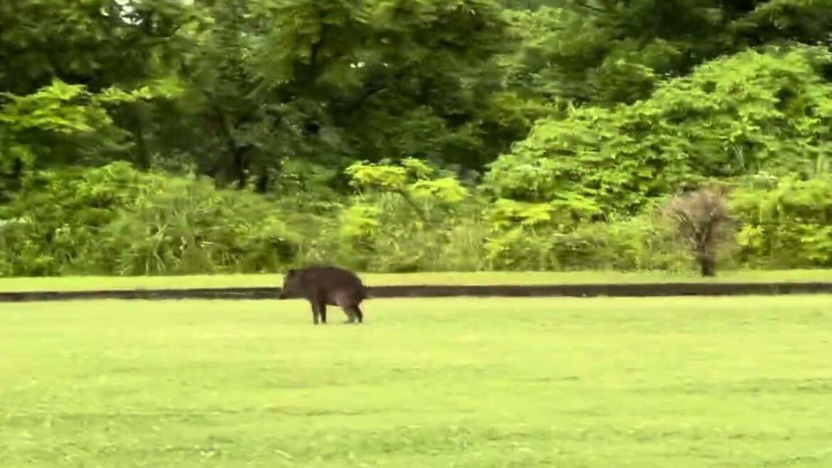 野生のイノシシとボクサー犬③