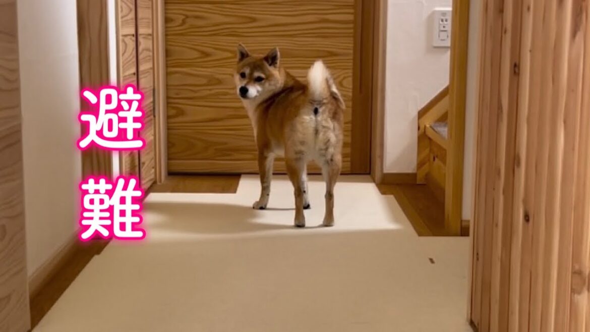 平和な朝だったのにパパの失態で迷惑そうに避難する柴犬が可愛い 平和な朝だったのにパパの失態で迷惑そうに避難する柴犬が可愛い