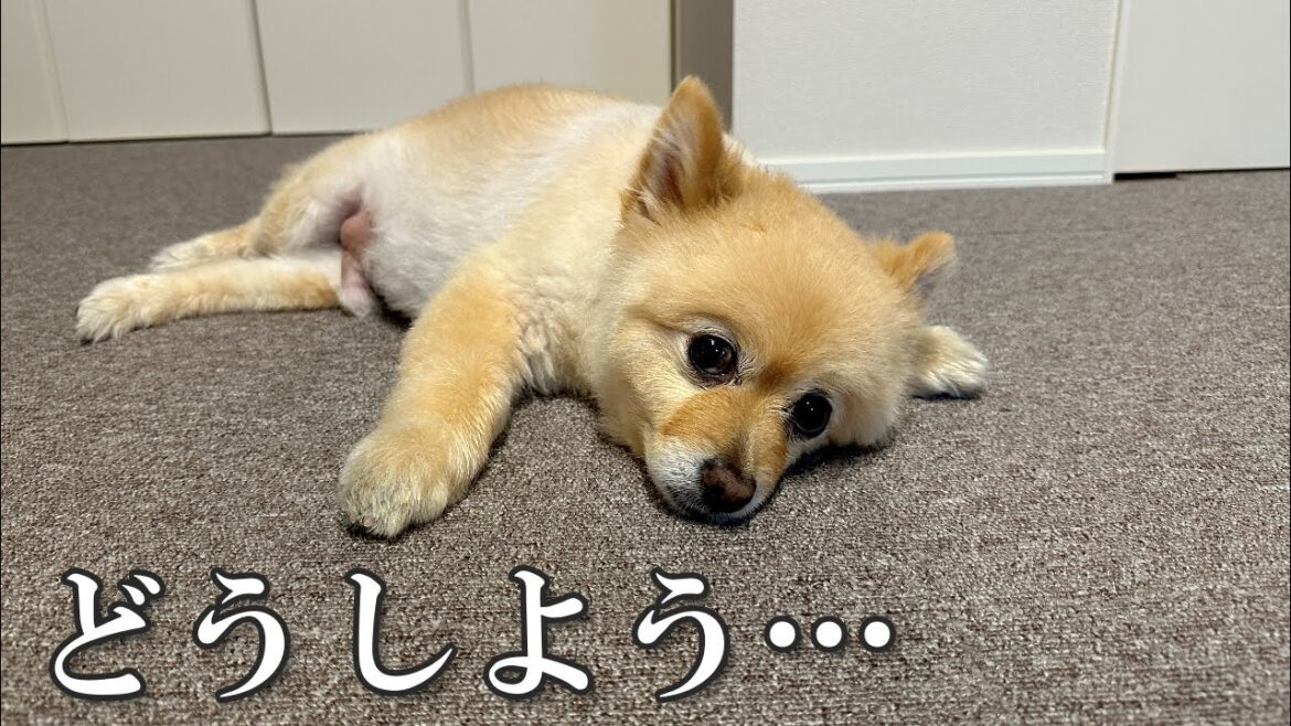 愛犬との生活で悩んでいることがあります…