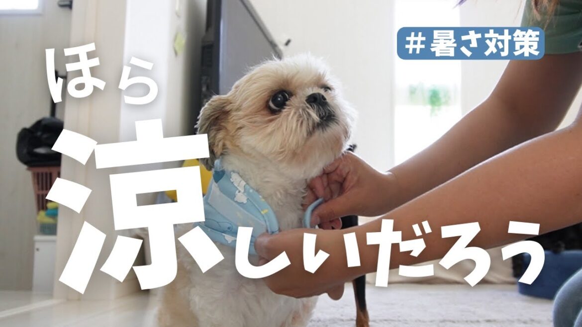 【クールネック】暑さ対策で暑がりの息子に買ってみたら意外といけたwww～多頭飼い～チワワ シーズー ミニチュアピンシャー トイプードル
