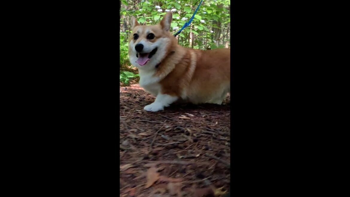 森を歩くコーギー / Corgi walking in the forest #コーギー #corgi #サクラ