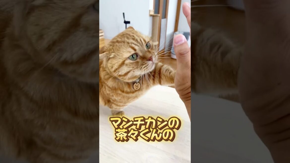 マンチカンの茶々くんの本当の姿は... #猫 #shorts