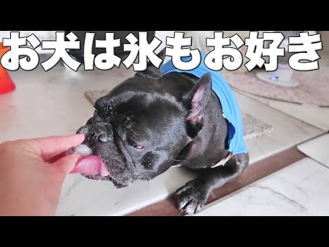 大興奮の末暑くなってしまったお犬に氷を捧げる 大興奮の末暑くなってしまったお犬に氷を捧げる