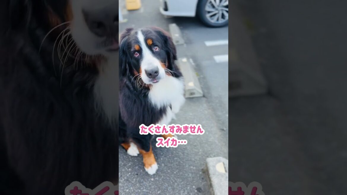 スーパーの前でカットスイカをたくさんもらったバーニーズマウンテンドッグ