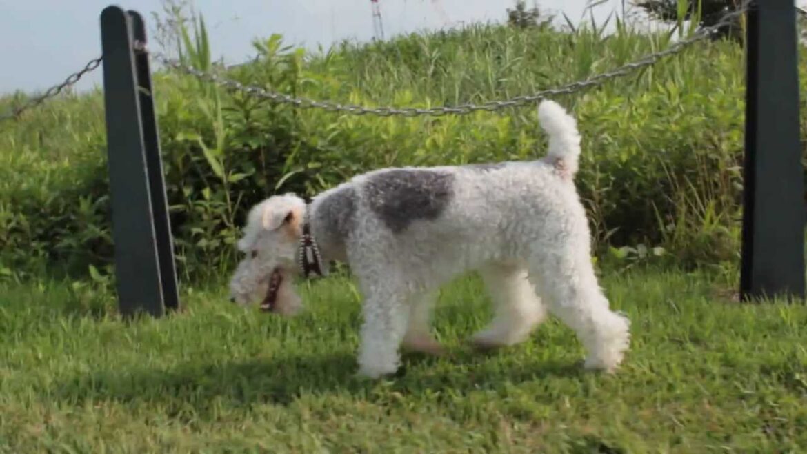 Wire Fox Terrier 　― In midsummer ―