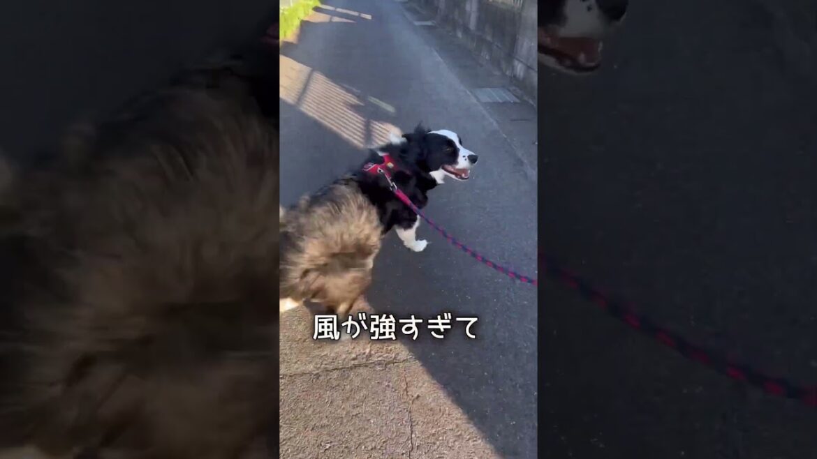 台風翌日の散歩 今日も平和なソラ家です #ボーダーコリー #bordercollie