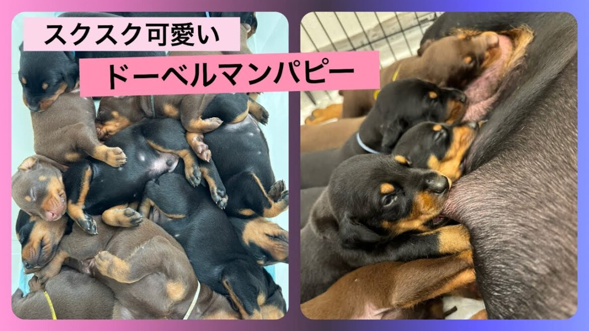 【ドーベルマンの仔犬】今日も元気な仔犬達！