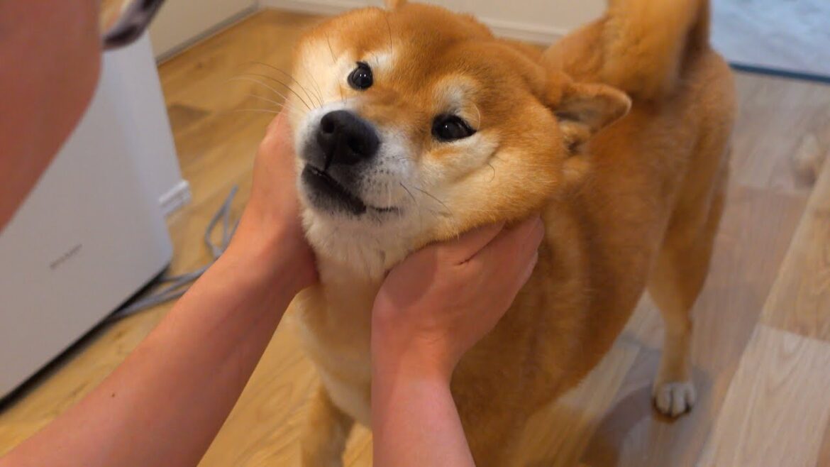 この魔法の言葉で柴犬とのスキンシップが倍増に‥可愛すぎる。。