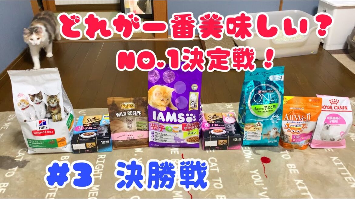 一番美味しいキャットフード決定戦 #3 決勝戦　【ノルウェージャンフォレストキャットと三毛猫】