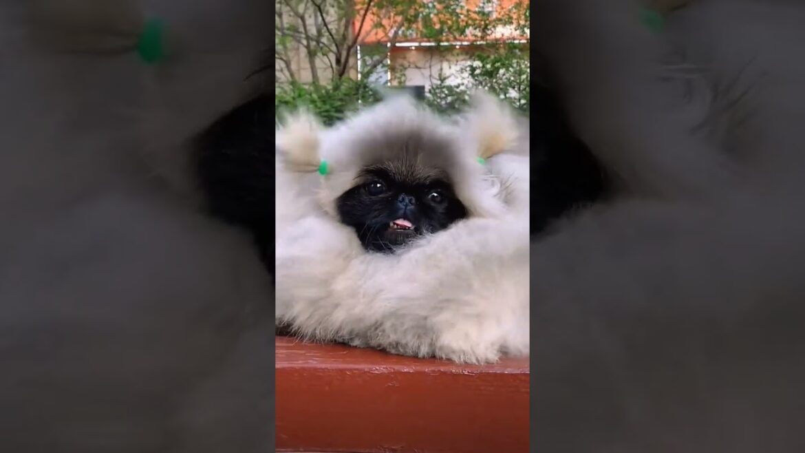 So cute 😍 #dog #cutedog #smalldog