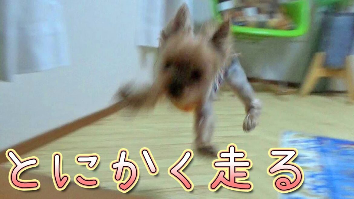 【ヨークシャテリア】とにかく元気！とにかく走る‼とにかく速い⁉【Yorkshire Terrier】