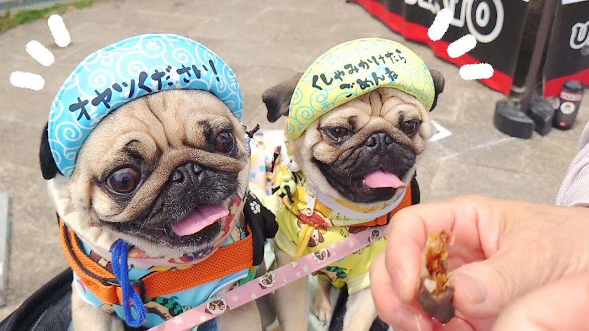 「オヤツください」帽子のおかげかいつもより試食をたくさんもらえました♪｜Log in LOVE PET FESTA｜パグのぺろぽん兄弟pug犬｜