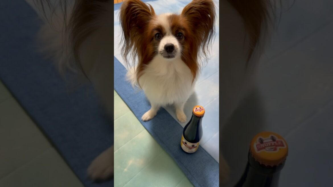 夏は犬用ビールと枝豆🍺🫛 #shorts