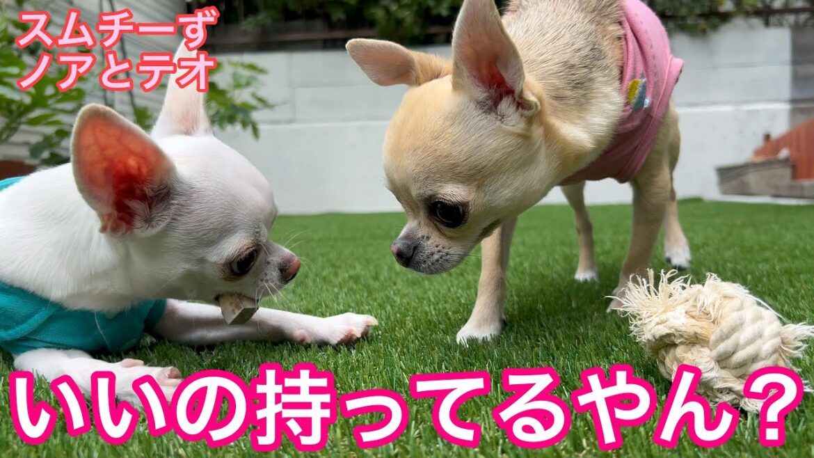お家ドッグランでのびのびチワワ【多頭飼いスムチーず】