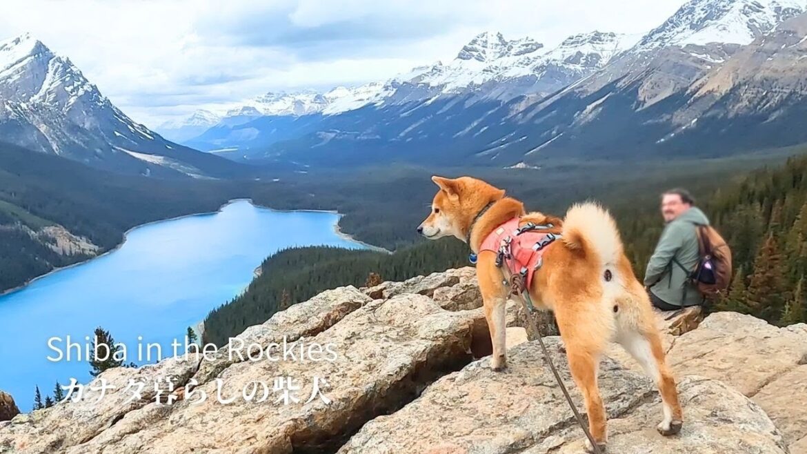 絶景地を見下ろすポーズが決まりすぎて旅人に撮影を求められる柴犬ナラ【4K】