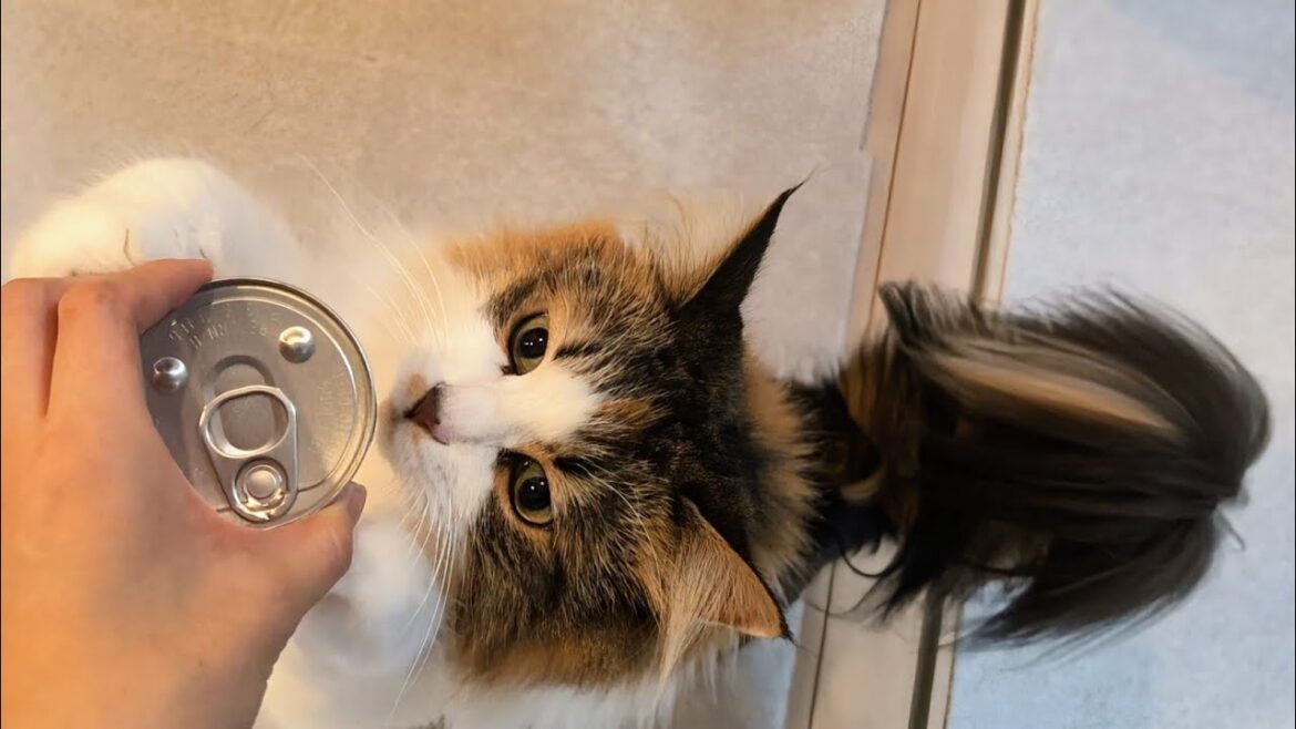 ご褒美ご飯に喜ぶ猫が可愛い【サイベリアン】siberian cat happy with reward food